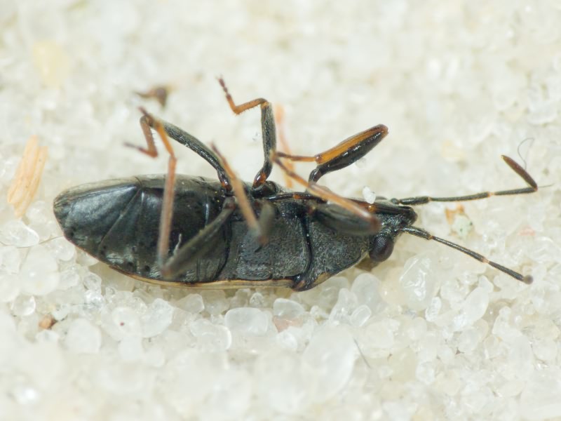 Peritrechus gracilicornis Puton, 1877